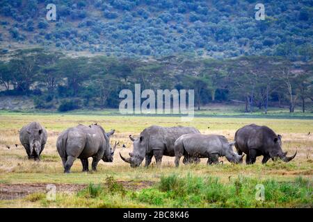 Rhinocéros blancs (Ceratotherium simum). Groupe de rhinocéros blancs, Parc national du lac Nakuru, Kenya, Afrique Banque D'Images