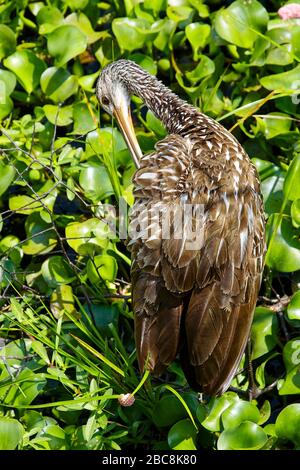 Pré-ensacheur de Limpkin, assis dans la végétation verte, oiseau brun, taches blanches, faune, animal, nature, Aramus guarauna, Parc d'état de la réserve de Paynes Prairie, Banque D'Images