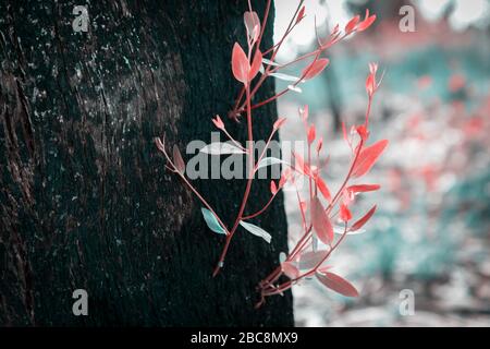 La régénération des feuilles d'arbre après les feux de brousse en Australie Banque D'Images