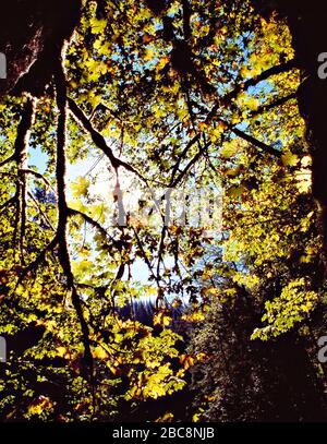 Arbres. Vue vers le ciel des branches de Sycamore avec des feuilles du début de l'automne. Banque D'Images