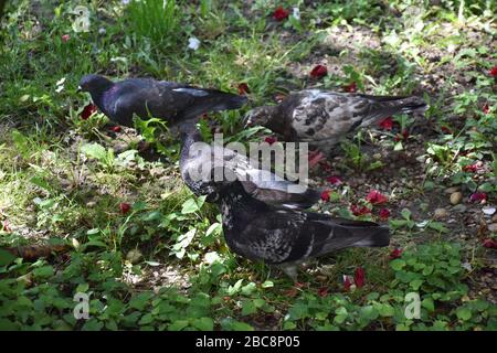 Il y a quatre pigeons marchant dans l'herbe verte avec des pétales rouges Banque D'Images