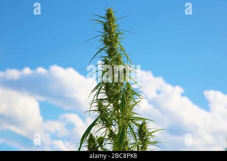 Marijuana avec ciel bleu sur fond. Cannabis vert - plantes de graminées. Banque D'Images