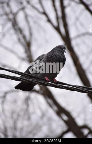 Le pigeon se tient sur un cordon d'alimentation Banque D'Images