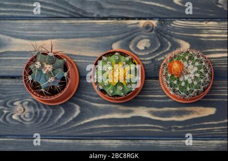 gros plan sur trois cactus sur une table en bois, vue du dessus Banque D'Images