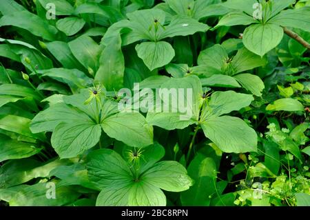 Herb Paris'Paris quadrifolia' trouvé dans des bois humides sur des sols riches en chaux, pas commun, début d'été.Wiltshire, Royaume-Uni. Banque D'Images