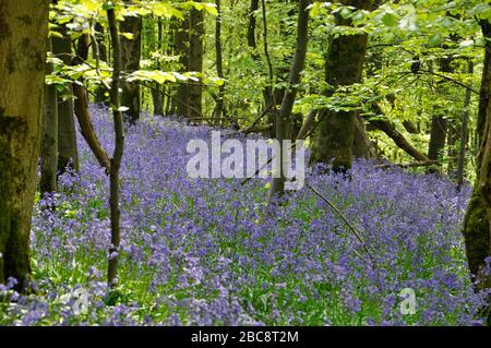 Bluebells,Hyacinthoides non-scripta, dans un bois de jeunes hêtres, Somerset, Royaume-Uni. Banque D'Images