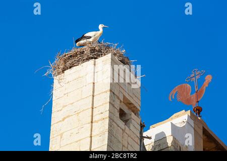 Ciconia ciconia, nichée au sommet de la cathédrale de Faro, Faro, Algarve, Portugal, Banque D'Images