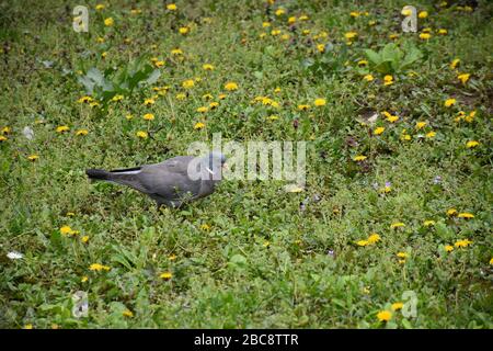 Un pigeon gris marche au milieu d'un champ de pissenlit Banque D'Images