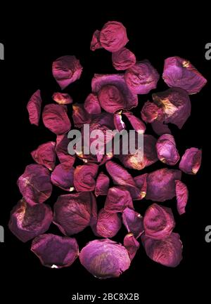 Roses rouges sèches de qualité supérieure sur fond sombre et lumineux, vue sur le dessus. Gros plan de pétales secs de roses rouges sur fond noir. Idéal pour votre annonce, poste, blog Banque D'Images
