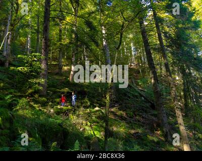 Randonnée sur la Zweälersteig, chemin étroit dans le Bannwald zweribach Banque D'Images