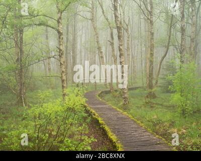 Europe, Allemagne, Bavière, UNESCO réserve de biosphère Rhoen, réserve naturelle Schwarzes Moor bei Fladungen, Bohlenweg à travers la forêt de bouleau, brouillard, printemps Banque D'Images