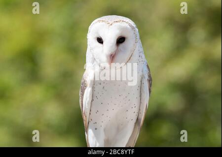 Effraie des clochers (Tyto alba), Lone Pine Koala Sanctuary, Brisbane, Queensland, Australie Banque D'Images
