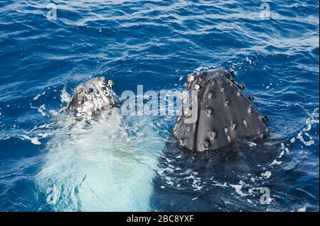 Baleines à bosse surfaçage adulte (Megaptera novaeangliae), Queensland, Australie Banque D'Images