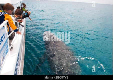 Les gens qui sont en train d'observer les baleines en bateau, Queensland, Australie Banque D'Images