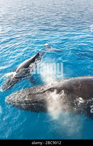 Les baleines à bosse, mère et son petit (Megaptera novaeangliae), Hervey Bay, Queensland, Australie Banque D'Images