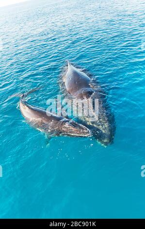 Baleines À Bosse, Mère Et Veau (Megaptera Novaeangliae), Queensland, Australie Banque D'Images