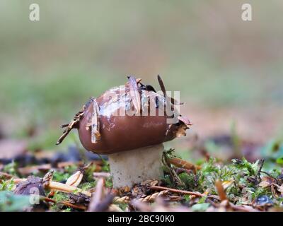 Champignons Jack glissants, Suillus luteus Banque D'Images