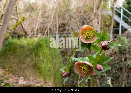 Groupe de fleurs roses fleuries de l'helleborus orientalis, aussi appelé lenten rose ou orientalische Nieswurz Banque D'Images