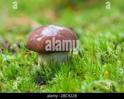 Champignons Jack glissants, Suillus luteus Banque D'Images