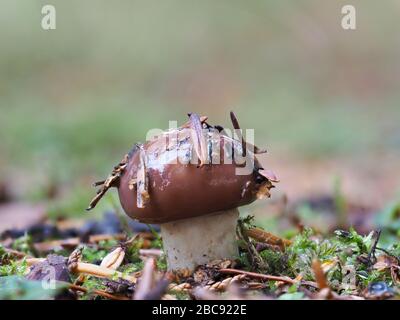 Champignons Jack glissants, Suillus luteus Banque D'Images