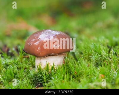 Champignons Jack glissants, Suillus luteus Banque D'Images