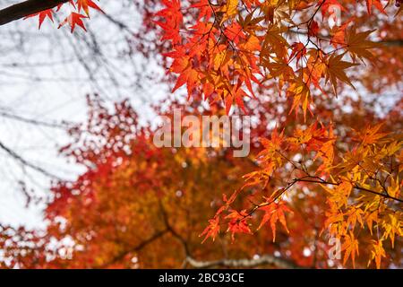 Feuilles d'érable rouge pendant l'automne à Kyoto Banque D'Images