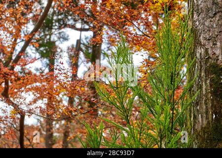 Nouvelles branches vertes qui poussent sur l'arbre ancien. Fond coloré d'automne. Banque D'Images