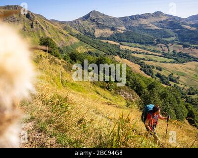 Trekking dans le Cantal sur le GR 400, montagnes volcaniques en France, ascension de Mandailles vers Puy Chavaroche. Banque D'Images