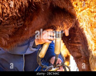 L'éleveur de montagne Guy Chambon dans le Cantal qui traite le bétail des Salers dans le pâturage alpin au Col de Néronne, Alm des Buron d'Algour. Banque D'Images