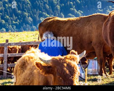 L'éleveur de montagne Guy Chambon dans le Cantal qui traite le bétail des Salers dans le pâturage alpin au Col de Néronne, Alm des Buron d'Algour. Banque D'Images