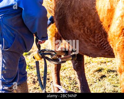 L'éleveur de montagne Guy Chambon dans le Cantal qui traite le bétail des Salers dans le pâturage alpin au Col de Néronne, Alm des Buron d'Algour. Banque D'Images