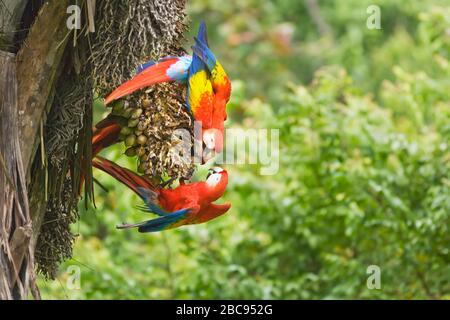 Aras rouges (Ara macao), Parc national de Corcovado, péninsule d'Osa, au Costa Rica Banque D'Images