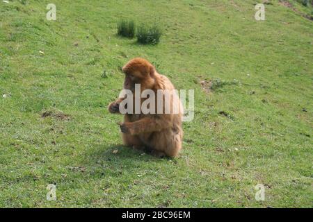 Singe macaque de Barbarie (Macaca sylvanus) Assis manger seul également connu sous le nom de singe de Barbarie ou magot Parc animalier Cabarceno Cantabria Espagne Banque D'Images