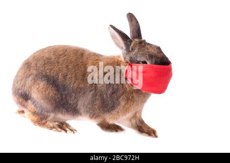 Le lapin de Pâques porte un masque pour se protéger du coronavirus de pâques 2020 COVID-19, isolé sur un fond blanc Banque D'Images