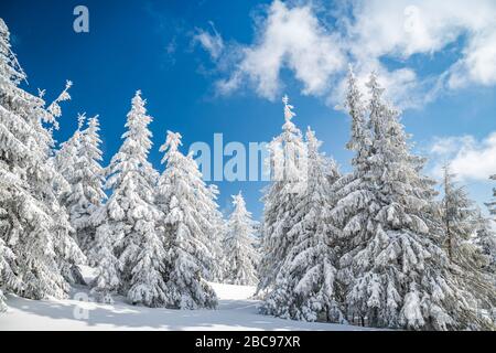 Majestueux sapins blancs illuminés par la lumière du soleil contre le ciel bleu foncé. Magnifique scène d'hiver. Lieu République tchèque, Krkonose. Banque D'Images