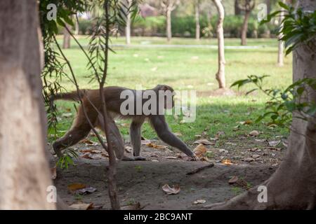 singe dans la forêt de derrière à pied sur quatre jambes Banque D'Images