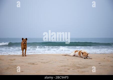 deux chiens se refroidissant sur la plage de goa inde Banque D'Images