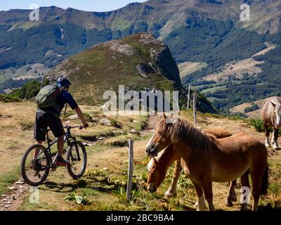 VTT sur un seul sentier à travers les pâturages de montagne au Puy Griou. Monts du Cantal, Massif Central, Cantal France Banque D'Images