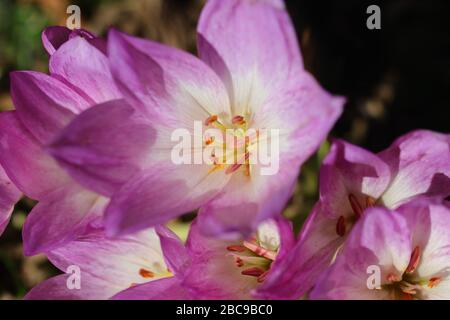 Crocus (pluriel anglais : crocuses ou croci) est un genre de plantes à fleurs de la famille de l'iris comprenant 90 espèces de plantes vivaces issues de corms. Banque D'Images