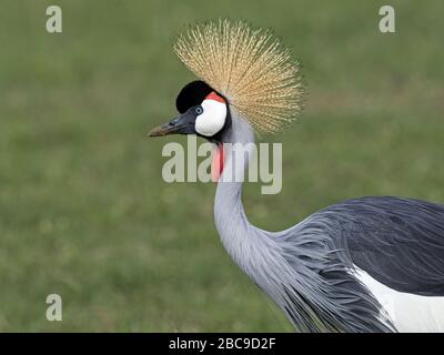 Crane couronné adulte (Baleaica régulorum), réserve nationale de Maasai Mara, Kenya Banque D'Images