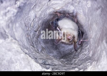 Gros vers le haut animal étrange plus grande chauve-souris-élevées chauve-souris Myotis myotis penchant à l'envers dans le trou de la grotte et hibernate. La faune prend. Banque D'Images