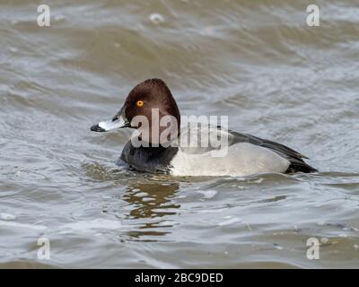 Hybride Aythya mâle (Pochard commun x canard toufté), Ouse lavages, Welney, Norfolk, Angleterre Banque D'Images