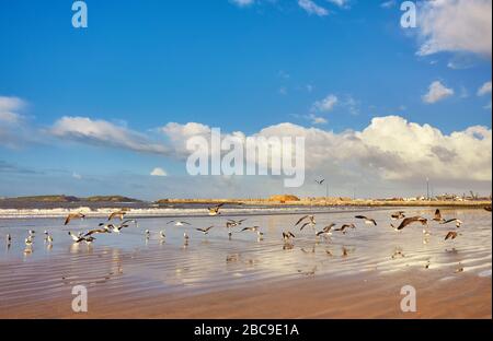 Magnifique coucher de soleil sur la plage avec de l'eau réflexions, mouettes sur le sable et de moulins à vent sur le contexte au Maroc avec selective focus Banque D'Images