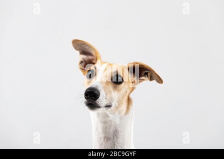 Le chien de la broche adulte est isolé à l'intérieur sur blanc Banque D'Images