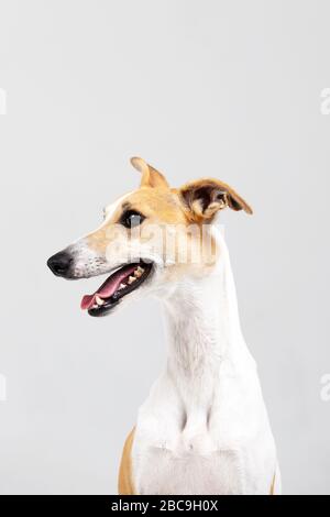 Le chien de la broche adulte est isolé à l'intérieur sur blanc Banque D'Images