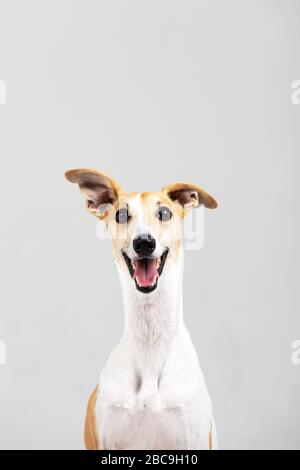 Le chien de la broche adulte est isolé à l'intérieur sur blanc Banque D'Images