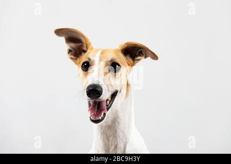 Le chien de la broche adulte est isolé à l'intérieur sur blanc Banque D'Images