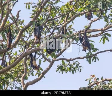 Des bats de fruits indiens ont piquant dans un arbre Banque D'Images