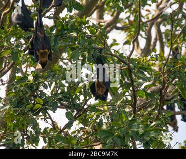 Des bats de fruits indiens ont piquant dans un arbre Banque D'Images