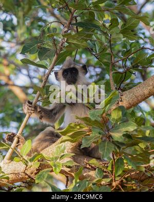 Singe gris Langur tufté au Sri Lanka Banque D'Images